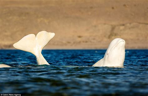 Beluga whale flexes his muscles before cuddling with admiring female friend | Daily Mail Online