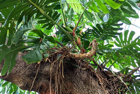 What do you do with aerial roots on Monstera ? - Prickly Plant - Your Guide To Prickly House Plants