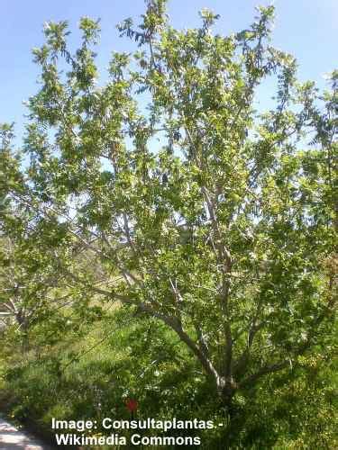 Walnut Trees Identification Guide (With Pictures): Leaves, Bark, Types