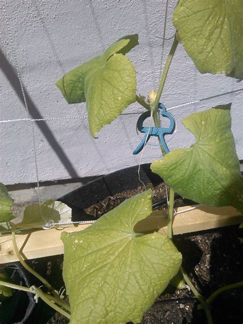 Cucumber leaves yellowing and curling, and fruit is malformed - Gardening & Landscaping Stack ...