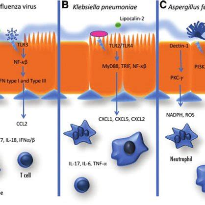 Clinical trials using TLR to address lung infections. | Download Scientific Diagram