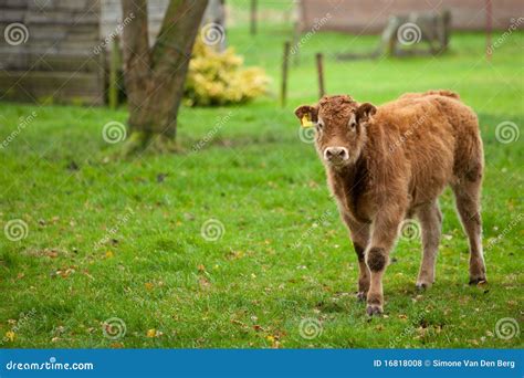 Cute calf stock photo. Image of animal, countryside, curious - 16818008