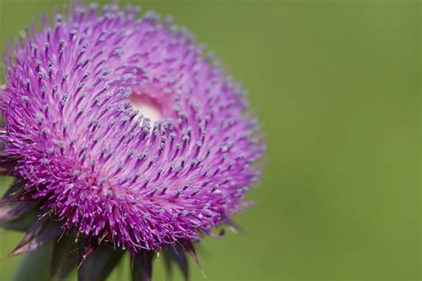 Purple Bristle Thistle - Alabama Wildflower Photograph by Kathy Clark