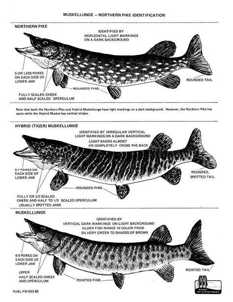 Northern Pike Length Weight Chart