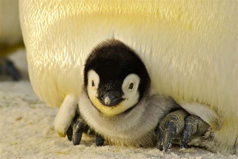 Download free photo of Penguin,baby,antarctic,life,animal - from ...