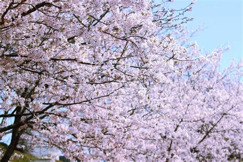 5. Cherry blossom festival on Jeju Island 4 - Living + Nomads – Travel tips, Guides, News ...