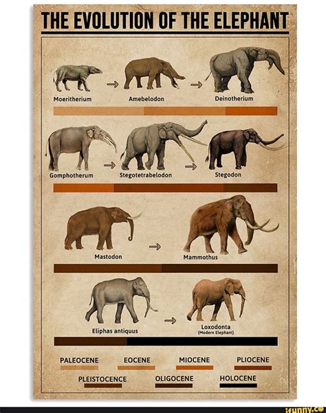 Moeritherium Elephant