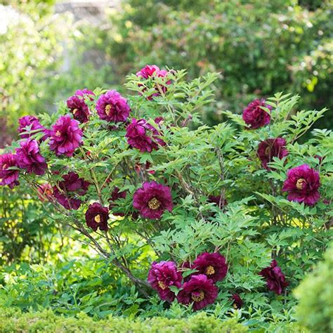 Top Tree Peony Varieties | Tree peony, Peonies garden, Flower garden