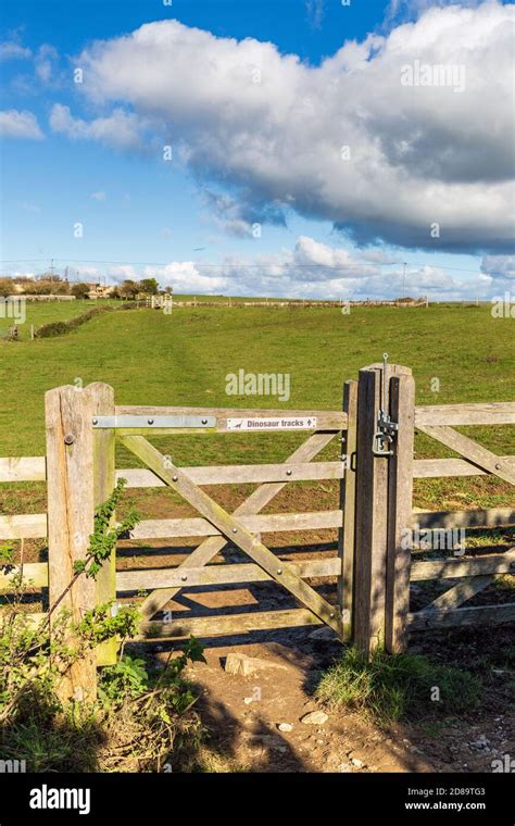 Dorset dinosaur footprints hi-res stock photography and images - Alamy