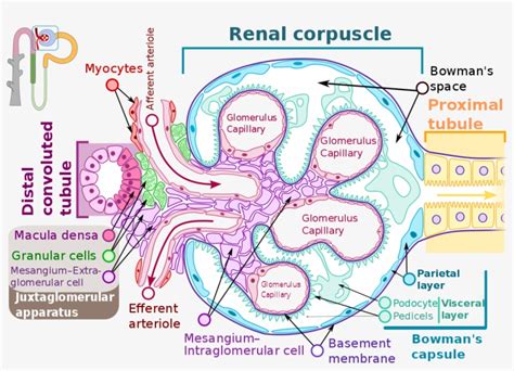 Glomerulus - Basement Membrane Of Proximal Tubule Transparent PNG - 1200x817 - Free Download on ...