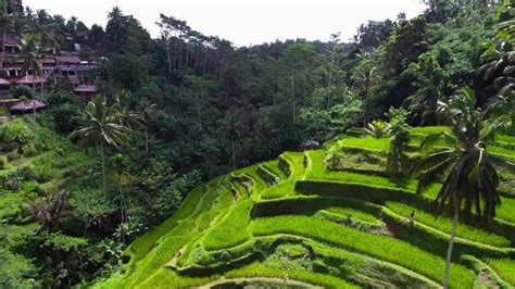 MLDSPOT | Subak, Organisasi di Bali yang Ditetapkan UNESCO Menjadi Warisan Budaya