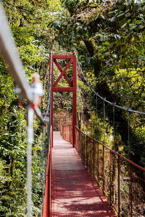 Monteverde Cloud Forest Biological Reserve: A New Perspective | The ...