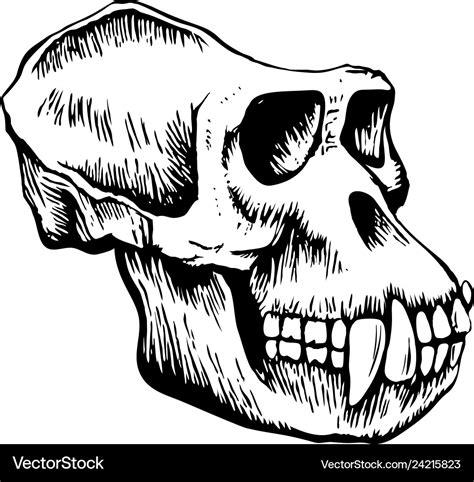 Monkey skull sketch Royalty Free Vector Image - VectorStock