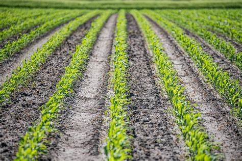 HD wallpaper: corn, agriculture, corn cultivation, water protection, silage maize | Wallpaper Flare