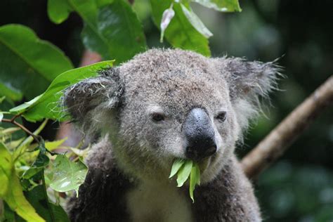 Koala Eating | A photo of a Koala eating at Currumbin Wildli… | Flickr