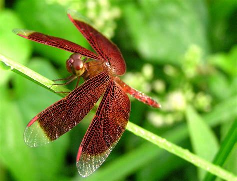 Red Dragonfly Symbolism And The Transformation Of Death