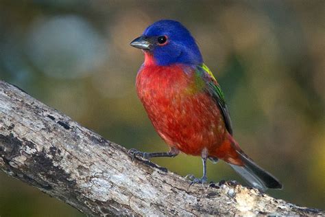 painted_bunting_male_by_donald_mullaney.jpg | North Carolina