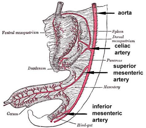 File:GIT blood supply.jpg - Embryology