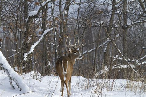 White-tailed Deer In Winter Photograph by Linda Freshwaters Arndt | Fine Art America