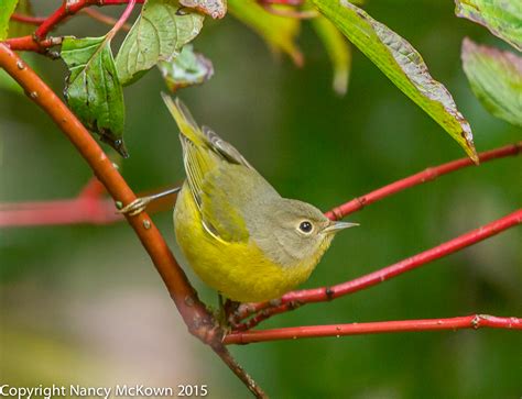 Photographing a Nashville Warbler and Thinking About New Transport ...