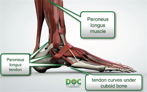 Peroneus Tertius Tendon