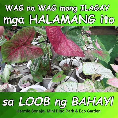 Wag na Wag mong Ilagay sa Loob ng Bahay ang mga Halamang ito! | plant, video recording | Plants ...