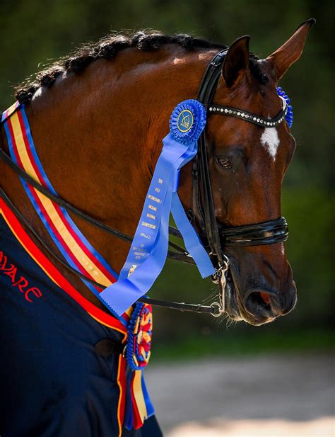 Dates Announced for 2021 U.S. Dressage Festival of Champions | US ...