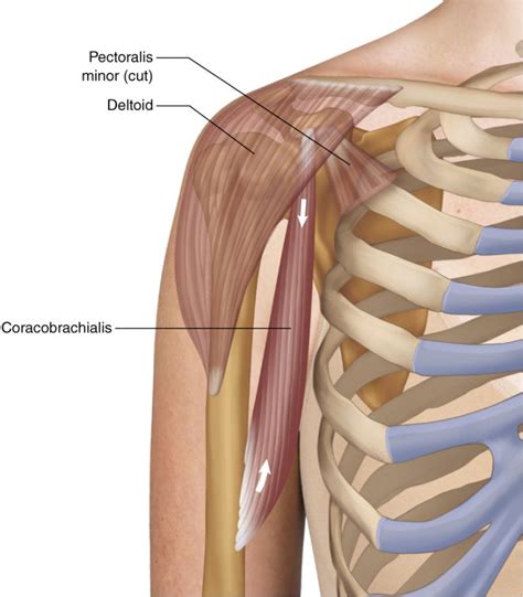 Coracobrachialis - Learn Muscles