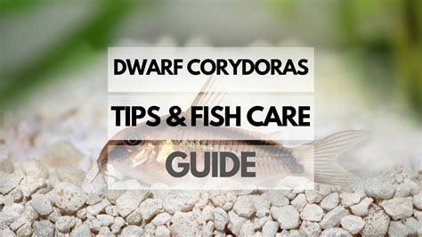 Dwarf Corydoras Tips and Fish Care: Complete Fish Keeping Guide - Fishy ...