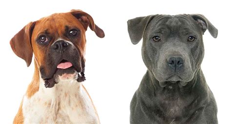 Bullboxer Pit Combined Canine Breed Pictures, Traits, & Facts