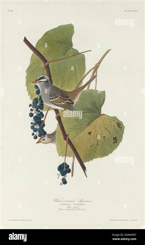 White-crowned Sparrow, 1831 Stock Photo - Alamy