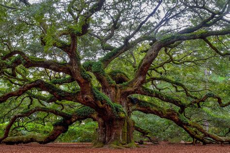 Identifying Different Types of Oak Trees - Environment Co