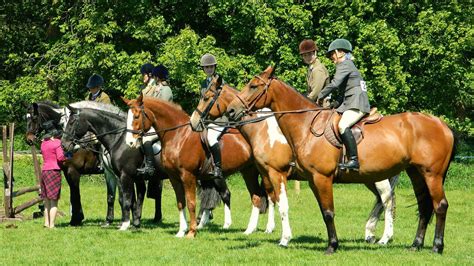 Glucosamine Dosage For Horses - Everything Horse