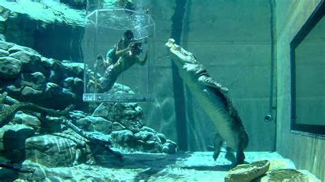 Cage of Death @ Crocosaurus Cove Crocodile Park (Darwin, Australia ...