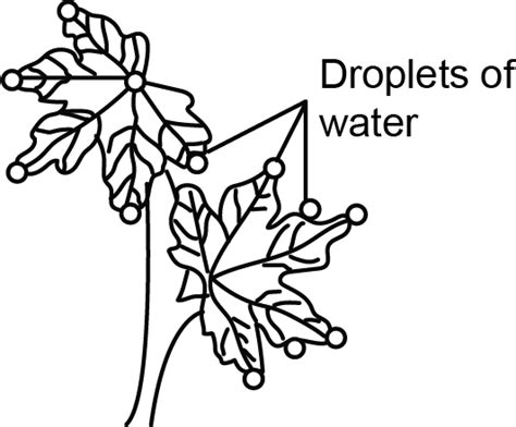 Root Pressure Diagram