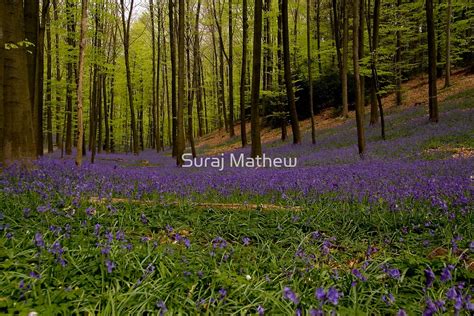 "Bluebells in bloom, Halle, Belgium" by Suraj Mathew | Redbubble