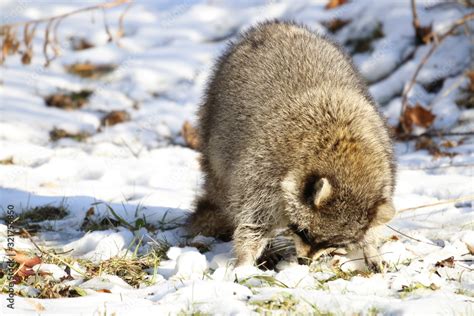 Rabid Raccoon foaming at the mouth. While this particular raccoon may ...