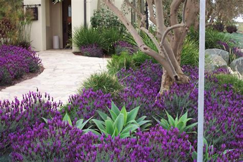 drought tolerant garden with lavender - Google Search