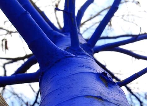 Stunning Electric Blue Trees Spring up in Seattle The Blue Trees by Konstantin Dimopoulos ...