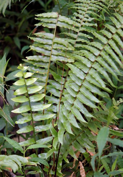 Nephrolepis - Mazhar Botanic Garden