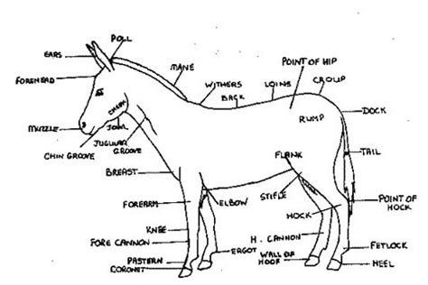 Donkey Anatomy Diagram