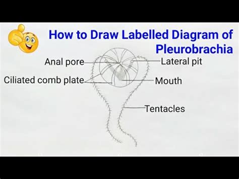 how to draw pleurobrachia | how to draw pleurobrachia step by step ...