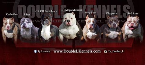 Double L Kennels-WE SPECIALIAZE IN GOTTILINE BULLY STYLE PIT BULLS