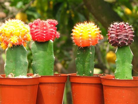 What are Grafted Cacti? | World of Succulents