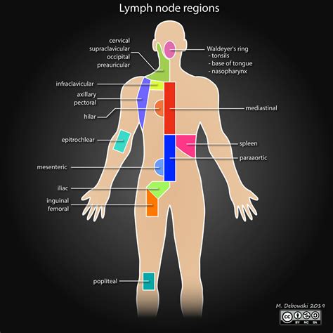 Lymph Node Back Of Neck Anatomy - Vtct Lymph Nodes In The Head And Neck ...