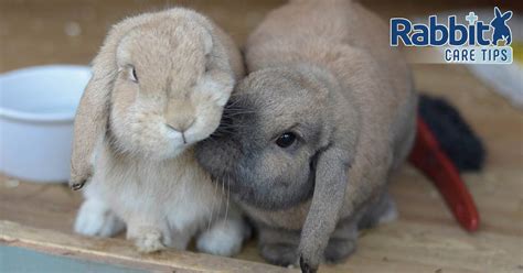 Mini Lop Rabbits Fully Grown