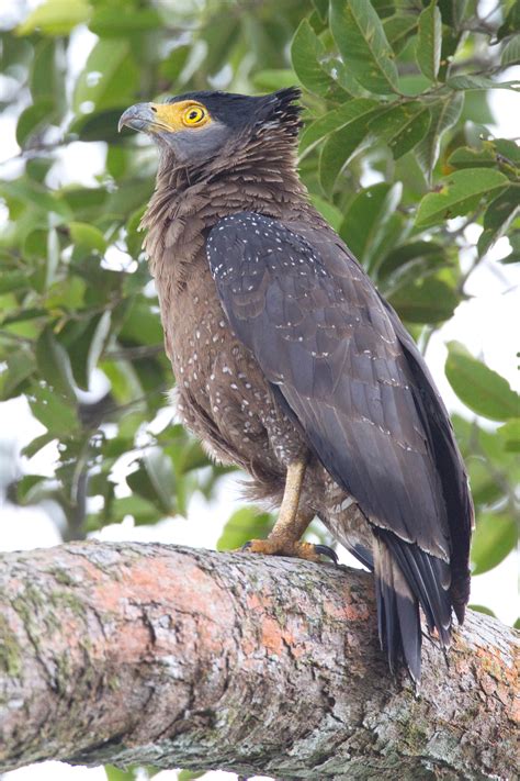 Crested-Serpent-Eagle-2 – Chris Hill Wildlife Photography