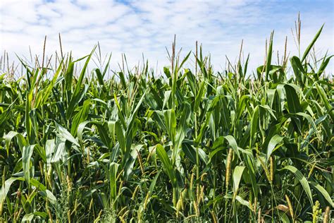 How to Grow Sweet Corn