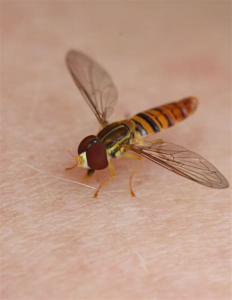 "Sweat Bee" = hoverfly | In Indiana this insect is comonly c… | Flickr