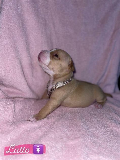 American Bully Puppies For Sale | Antonito, CO #416971